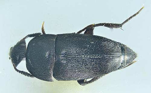 Réf. 355 016 : Ptomaphagus sp.